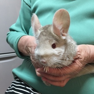 シナモングレー女の子 無料で差し上げます。