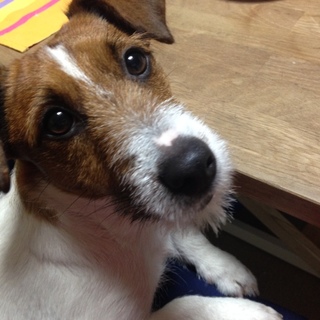 2歳2ヶ月の元気なジャックラッセルテリア！