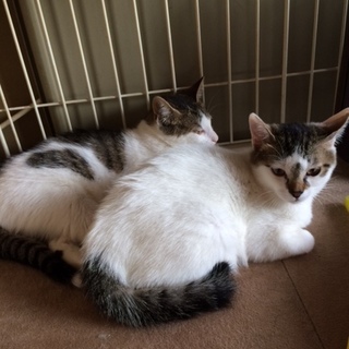 ダイヤちゃん！5ヶ月、脚の怪我は治りました！！