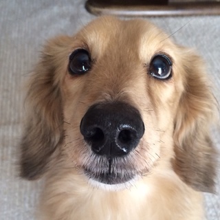 里親募集！Mダックスフンド男の子！早急に！