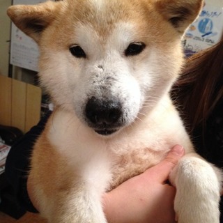 繁殖場にいた小さめ柴の小梅ちゃんにあなたの愛を！