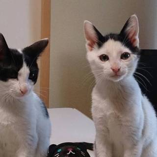 5カ月から6カ月の子猫