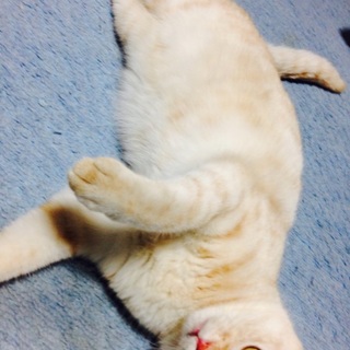 人懐こい茶トラ女の子です