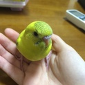 とっても人懐こいインコちゃんです！