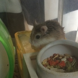 小動物に愛している人 お願いします