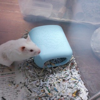 キンクマくんです！