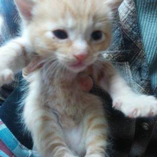 3月1日に生まれた子猫