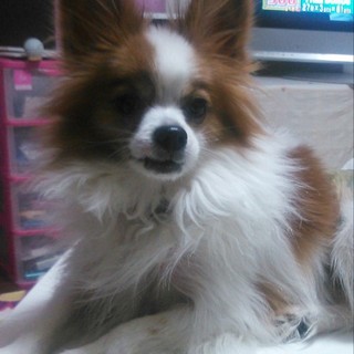 可愛がってください!!