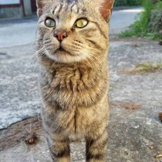 すぐ膝に乗ってくるキジ猫くん