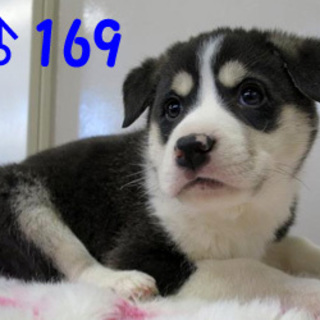 ふわふわ・柴系・個性豊かな子犬達