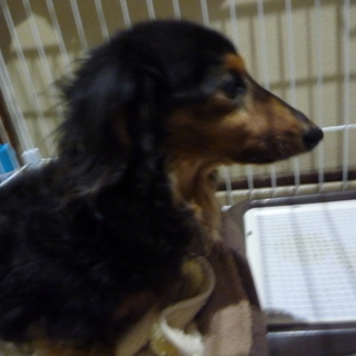 緊急。里親募集中。