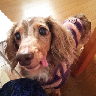 おりこうなダックスちゃん