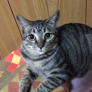 海（カイ）くん　1才　オス　きじとら♂