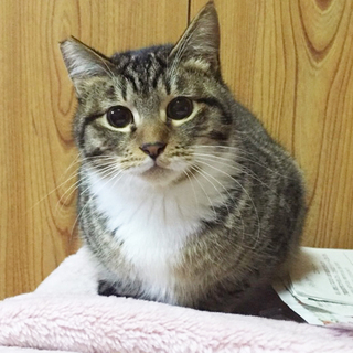 白ソックスのナッツ君　オス　９～１０ヶ月