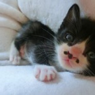 白黒4兄妹・ちょび髭・女の子☆リアンちゃん