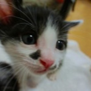 白黒4兄妹・はちわれの男の子☆ライム君