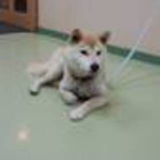 こころちゃん素敵な里親様に巡り会えました