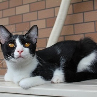 妖怪ｳｫｯﾁ似、白黒君の里親様になって下さい