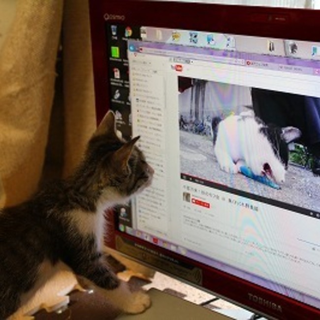 猫の芝キャッターズの会のカバー写真