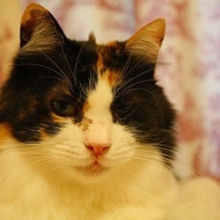 長毛三毛　美猫　の里親さまになって下さい