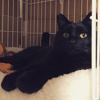 黒猫「オグ」のんきな性格で可愛いです