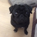 パグの女の子です。