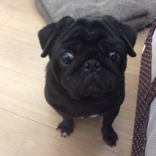 パグの女の子です。