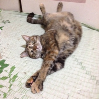 11匹の猫の里親になりませんか？