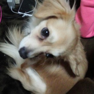 チワックス一歳