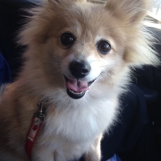 シャイでも甘えたいポメラニアン♀メアリちゃん