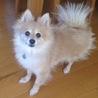 シャイでも甘えたいポメラニアン♀メアリちゃん サムネイル2