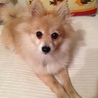 シャイでも甘えたいポメラニアン♀メアリちゃん サムネイル3