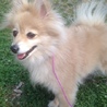 シャイでも甘えたいポメラニアン♀メアリちゃん サムネイル5