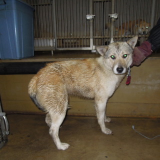 期限切迫！！白茶の若い中型女の子です・・・