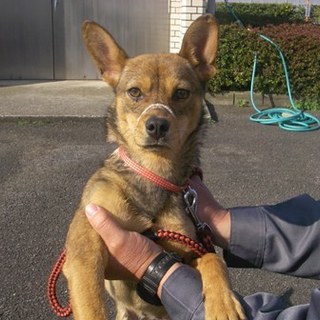 譲渡されたそうです！！