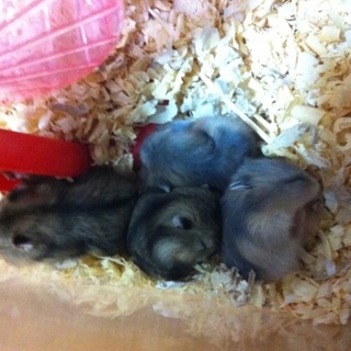 ジャンハムの里親募集！【※里親決まりました！】