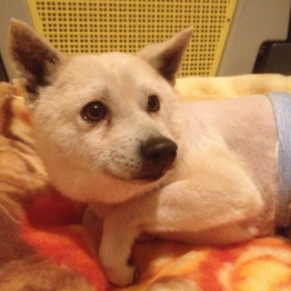 殺処分寸前のレスキュー