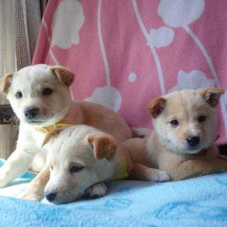 クリーム色の子犬３匹ちゃん✩オス2匹メス1匹