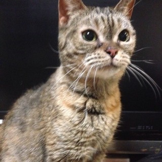 足長マンチカン