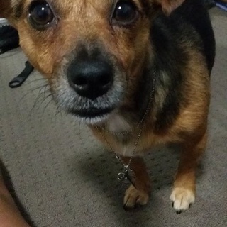 オーストラリアから来たお利口なワンちゃん！