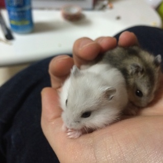 ジャンガリアンハムスターベビー