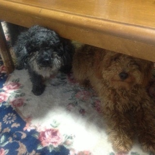 可愛がってくれる方へ。