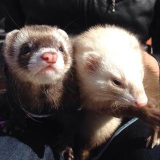 フェレット2匹