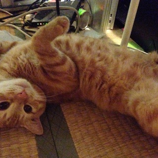 緊急里親募集中♪