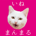 福島県産新米！ツヤツヤ白猫　まんまる顔の「いね」