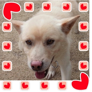 中型犬雑種・従順な甘えん坊の男の子☆推定５才