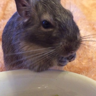 ブルーデグー♂生後7ヶ月です。