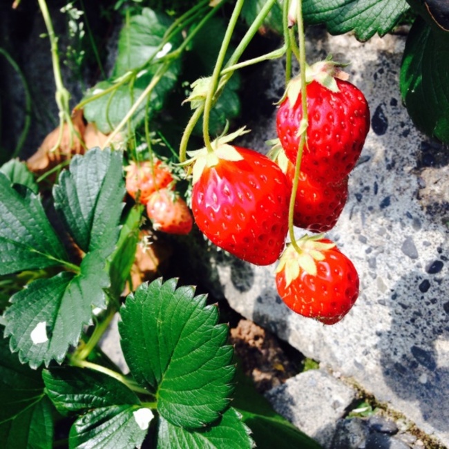 y12m25のカバー写真