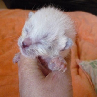 小っちゃい小っちゃいシャム系君です。