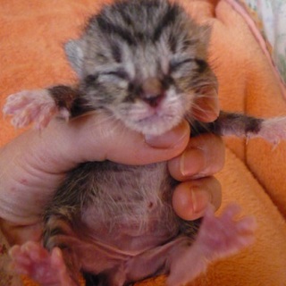 赤ちゃんキジトラ・白ソックス履いてる子です。